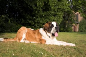 Non Active Dog - St Bernard